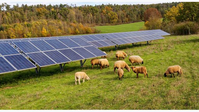 Schafe weiden auf grüner Wiese vor Photovoltaikanlage.