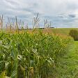 Maisfeld im Vordergrund, dahinter Hügellandschaft in Niederösterreich