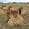 Trockene Flachs-Bündel am Feld: Bei der Ernte von Nutzpflanzen wie Flachs fällt neben dem Hauptprodukt eine beträchtliche Menge Stroh an.