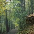 Ein Waldweg gesäumt von grünen Bäumen und einem Holzstapel in der Raabklamm in der Steiermark