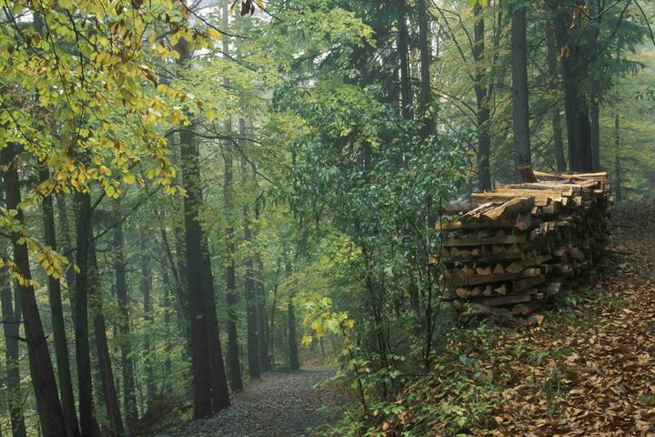 Ein Waldweg gesäumt von grünen Bäumen und einem Holzstapel in der Raabklamm in der Steiermark