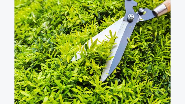 Eine Gartenschere wird an einen dichten, hellgrünen Busch angesetzt, Nahaufnahme, die Hände nicht sichtbar.