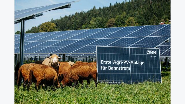 Agri-PV-Anlage für Bahnstrom in Thalsdorf, Kärnten, mit weidenden Schafen daneben.