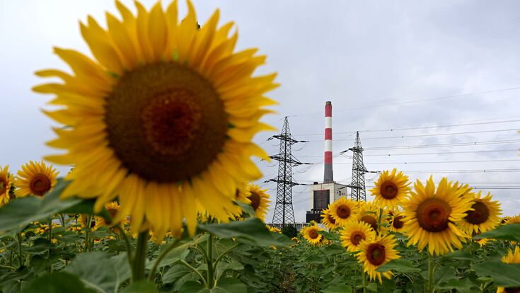 Nahaufnahme auf ein Sonnenblumenfeld vor Kraftwerk Korneuburg mit Hochspannungsleitungen im Hintergrund.