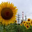 Nahaufnahme auf ein Sonnenblumenfeld vor Kraftwerk Korneuburg mit Hochspannungsleitungen im Hintergrund.